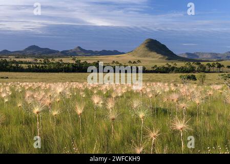 Bereich der Evergreens im Nationalpark Chapada dos Stockfoto