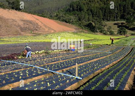 Gemüseanbau – Familienanbau – Agrotourismus Circuit – Stockfoto