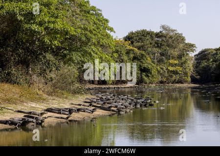 Dürre in einem Ebbe - Gebiet verursacht Agglomeration von Alligatoren in einem Teich im südlichen Pantanal - Stockfoto