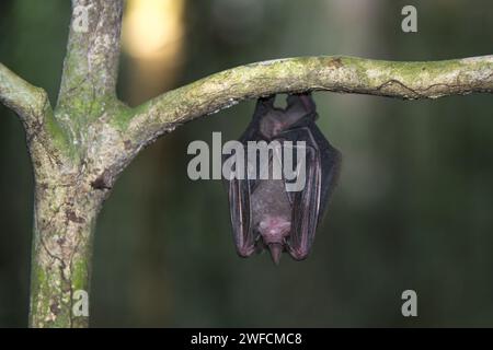 Bat - Chandless State Park - Stockfoto