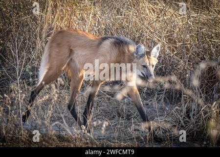 Mähnenwolf – Grande Sertão Veredas Nationalpark – auch bekannt als Mähnenwolf, Roter Wolf, aguará und Aguaracu – gefährdete Arten Stockfoto