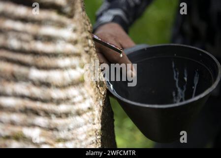 Detail des Latex Tropfens extrahiert von einem Gummiklopfer aus der Vila Batista Community - Stockfoto