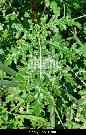 Klebriger Nachtschatten oder Litchi-Tomatenblatt (Solanum sisymbriifolium) Stockfoto