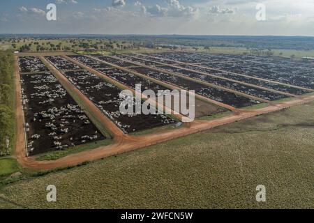 Blick auf die Drohne für die Rinderzucht Stockfoto