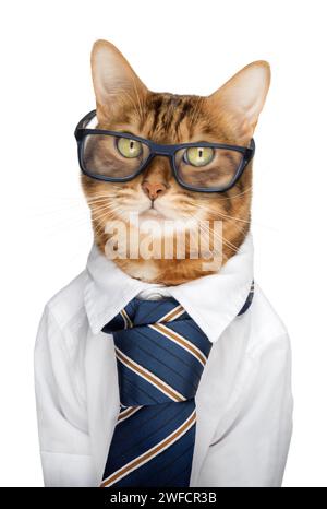 Bengalische Katze mit Brille, weißem Hemd und Krawatte auf weißem Hintergrund, wie ein Büroangestellter oder Geschäftsmann. Stockfoto