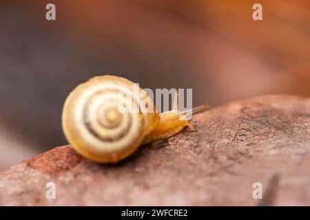 Die Schnecke läuft auf einer steinigen Straße. Hochwertige Fotos. Selektiver Fokus, Stockfoto