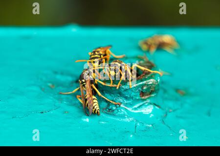 Europäische Wespen Vespula germanica bauen ein Nest, um eine neue Kolonie zu gründen Stockfoto