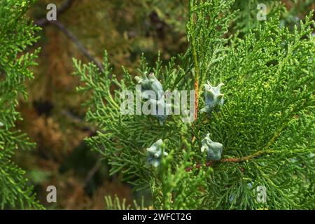 Blaue Samen des Thuja-Baumes Platycladus orientalis. Platycladus orientalis, auch bekannt als chinesischer Thuja oder orientalische arborvitae. Selektiver Fokus. Interesti Stockfoto