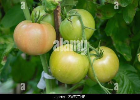 Tomaten Pflanzen im Gewächshaus grüne Tomaten Plantage. Der ökologische Landbau, die jungen Tomatenpflanzen Wachstum im Gewächshaus Stockfoto