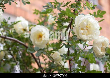 Hagebuttenblüte, Blatt, Rose, Natur, Hagebutte, Blume, Flora, Blüte, Sommer, weiß, Botanik, Outdoor, Pflanze, Garten, Blüte, Hintergrund, Blumen, Blütenblatt, Stockfoto
