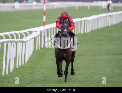 Les's Destiny Star gewinnt Sky Sports Racing HD Virgin 519 Open National Hunt Flat Race in Doncaster am 28. januar für Ben Pauling und Ben Jones. Stockfoto