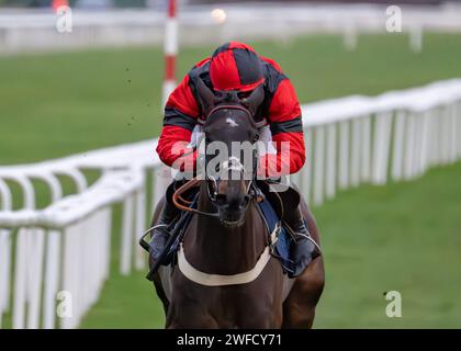 Les's Destiny Star gewinnt Sky Sports Racing HD Virgin 519 Open National Hunt Flat Race in Doncaster am 28. januar für Ben Pauling und Ben Jones. Stockfoto