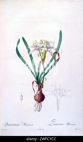 Pancratium maritimum oder Meeresnarzissen ist eine Zwiebelpflanze, die auf den Kanarischen Inseln und beiden Seiten des Mittelmeerraums und des Schwarzen Meeres von Portugal, Marokko und den Balearen östlich der Türkei, Syrien, Israel und dem Kaukasus beheimatet ist. Die unter der Schirmherrschaft von Josephine Bonaparte, Kaiserin von Frankreich, produzierten Les Liliacées von Pierre-Joseph Redouté enthielt 503 Platten, die die verschiedenen Pflanzenarten der Lilienfamilie beschreiben und mit ihnen verwandt sind. Die von 1802 bis 1816 produzierten Platten stammen aus Kaiserin Josephines umfangreicher Pflanzensammlung in ihren Gärten in Malmaison, wo Redouté Stockfoto