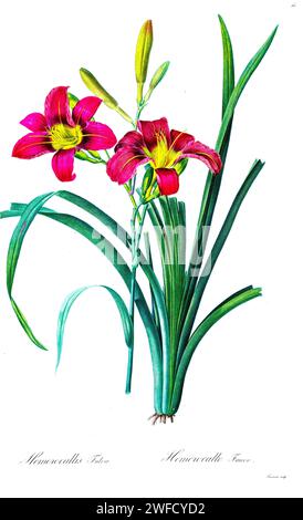 Hemerocallis fulva die orangene Taglilie, gelbbraune Taglilie, Maislilie, Tigerlilie, vollböse Taglilie, Grabenlilie oder 4. Juli Lilie ist eine in Asien heimische Taglilie. Die unter der Schirmherrschaft von Josephine Bonaparte, Kaiserin von Frankreich, produzierten Les Liliacées von Pierre-Joseph Redouté enthielt 503 Platten, die die verschiedenen Pflanzenarten der Lilienfamilie beschreiben und mit ihnen verwandt sind. Die von 1802 bis 1816 produzierten Platten stammen aus Kaiserin Josephines umfangreicher Pflanzensammlung in ihren Gärten in Malmaison, wo Redouté als botanische Künstlerin tätig war. Dieses Folio wird oft als Redoutés m angesehen Stockfoto