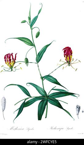 Gloriosa superba ist hier als Methonica superba eine blühende Pflanze aus der Familie der Colchicaceae. Gebräuchliche Namen sind Flammlilie, Kletterlilie, Kriechlilie, gloriosa Lilie, gloriosa Lilie, tigerkralle, die Giftpflanze, Agnishikha und Feuerlilie. Die unter der Schirmherrschaft von Josephine Bonaparte, Kaiserin von Frankreich, produzierten Les Liliacées von Pierre-Joseph Redouté enthielt 503 Platten, die die verschiedenen Pflanzenarten der Lilienfamilie beschreiben und mit ihnen verwandt sind. Die von 1802 bis 1816 produzierten Platten stammen aus Kaiserin Josephines umfangreicher Pflanzensammlung in ihren Gärten in Malmaison, wo Redouté wo war Stockfoto