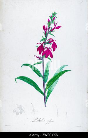 Lobelia cardinalis, die Kardinalblüte (syn. Lobelia fulgens), ist eine Art blühender Pflanze aus der Glockenblumenfamilie Campanulaceae, die in Amerika beheimatet ist, vom Südosten Kanadas Süden über den Osten und Südwesten der USA, Mexiko und Mittelamerika bis nach Nordkolumbien. Beschreibung seltener Pflanzen, die in Malmaison und Navarra von Aime Bonpland (1773–1858) angebaut wurden, französischer Botaniker, der 1813 von Pierre-Joseph Redouté handgemalt wurde Stockfoto