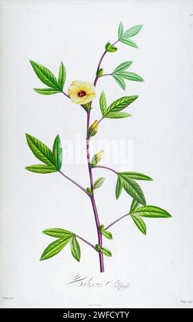 Roselle (Hibiscus sabdariffa) ist eine blühende Pflanzenart der Gattung Hibiscus, die in Afrika beheimatet ist. Beschreibung seltener Pflanzen, die in Malmaison und Navarra von Aime Bonpland (1773–1858), französischer Botaniker, handgemalt von Pierre-Joseph Redouté im Jahr 1813 Stockfoto