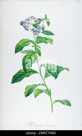 Heliotropium arborescens, syn Heliotropium corymbosum das Gartenheliotrope oder auch nur Heliotrope, ist eine Art blühender Pflanze aus der Borretschfamilie Boraginaceae, die in Bolivien, Kolumbien und Peru beheimatet ist. Beschreibung seltener Pflanzen, die in Malmaison und Navarra von Aime Bonpland (1773–1858) angebaut wurden, französischer Botaniker, der 1813 von Pierre-Joseph Redouté handgemalt wurde Stockfoto