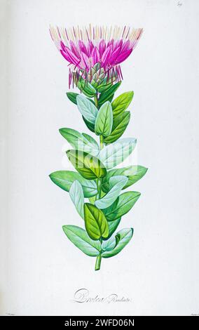 Protea radiata syn Protea eximia von Aime Bonpland (1773–1858), französischer Botaniker, der 1813 von Pierre-Joseph Redouté handgemalt wurde Protea eximia, der breitblättrige sugarbush, ist ein Sträucher aus Südafrika, der zu einem kleinen Baum werden kann. Sie kommt in Gebirgsfynbos auf überwiegend sauren Sandböden vor; die Art war sehr bekannt unter ihrem alten Namen Protea latifolia. Die Blüten sind mit lila-schwarzen samtigen Haaren bedeckt Stockfoto