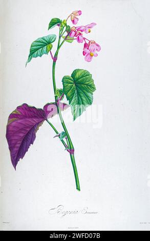 Begonia grandis syn Begonia evansiana Beschreibung der seltenen Pflanzen, die in Malmaison und Navarra angebaut wurden, von Aime Bonpland (1773–1858), französischer Botaniker, handgemalt von Pierre-Joseph Redouté im Jahr 1813 Begonia grandis, die harte Begonia, ist eine blühende Pflanze aus der Familie der Begoniaceae. Diese krautige Staude hat abwechselnde, einfache Blätter auf bogenförmigen Stielen. Die Blüten sind rosa oder weiß, Stockfoto