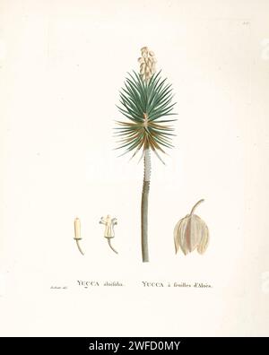 Yucca aloifolia L aus der Geschichte der Sukkulenten Pflanzen [Plantarum historia succulentarum / Histoire des plantes Grasses] gemalt von Pierre-Joseph Redouté und beschrieben von Augustin Pyramus de Candolle Yucca aloifolia ist die Typart der Gattung Yucca. Gebräuchliche Namen sind Aloe Yucca, Dolchpflanze und spanisches Bajonett. Er wächst auf sandigen Böden, vor allem auf Sanddünen entlang der Küste. Stockfoto