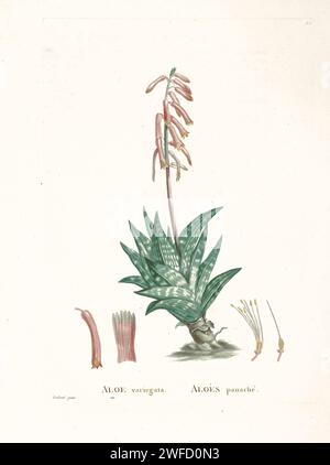 Aloe variegata L. aus der Geschichte der Sukkulenten Pflanzen [Plantarum historia succulentarum / Histoire des plantes Grasses] gemalt von Pierre-Joseph Redouté und beschrieben von Augustin Pyramus de Candolle Gonialoe variegata, auch bekannt als Tigeraloe und Rebhühnerbrüste Aloe, ist eine blühende Pflanzenart aus der Familie der Asphodelaceae. Es ist eine immergrüne, saftige, mehrjährige Eingeborene aus Südafrika und Namibia. Sie ist im Anbau üblich. Stockfoto