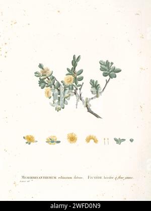 Delosperma echinatum (Ait.) Schwollen. Hier als Mesembryanthemum echinatum aus der Geschichte der Sukkulenten Pflanzen [Plantarum historia succulentarum / Histoire des plantes Grasses] gemalt von Pierre-Joseph Redouté und beschrieben von Augustin Pyramus de Candolle Delosperma echinatum ist eine Sukkulenten Pflanze, die in Südafrika beheimatet ist. Sie wird auch als Gurkenpflanze bezeichnet. Die neue Gattung Delosperma wurde 1925 vom englischen Botaniker N. E. Brown errichtet, wobei diese Art später als Typart anerkannt wurde. Stockfoto