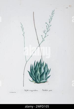 Haworthia margaritifera (L.) hier als Aloe margaritifera aus der Geschichte der Sukkulenten Pflanzen [Plantarum historia succulentarum / Histoire des plantes Grasses] gemalt von Pierre-Joseph Redouté und beschrieben von Augustin Pyramus de Candolle 1799 Haworthia ist eine große Gattung kleiner saftiger Pflanzen, die im südlichen Afrika endemisch ist. Wie die Aloen gehören sie zur Unterfamilie der Asphodeloideae und ähneln im Allgemeinen Miniaturaloen, mit Ausnahme ihrer Blüten, die im Aussehen unverwechselbar sind. Stockfoto