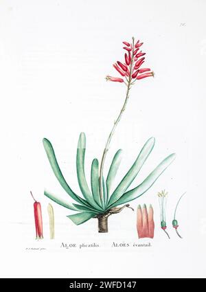 Aloe plicatilis aus der Geschichte der Sukkulenten Pflanzen [Plantarum historia succulentarum / Histoire des plantes Grasses] gemalt von Pierre-Joseph Redouté und beschrieben von Augustin Pyramus de Candolle 1799 Kumara plicatilis, früher Aloe plicatilis, die Fan-Aloe, ist eine saftige Pflanze, die in einigen Bergen der Ökoregion Fynbos endemisch ist. des Westkap in Südafrika. Die Pflanze hat eine ungewöhnliche und auffällige Fächeranordnung ihrer Blätter. Stockfoto