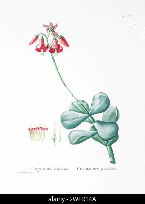 Cotyledon orbiculata aus der Geschichte der Sukkulenten Pflanzen [Plantarum historia succulentarum / Histoire des plantes Grasses] gemalt von Pierre-Joseph Redouté und beschrieben von Augustin Pyramus de Candolle 1799 Cotyledon orbiculata, allgemein bekannt als Schweineohr oder runde Nabelkraut, ist eine südafrikanische Sukkulente Pflanze der Gattung Cotyledon. Stockfoto