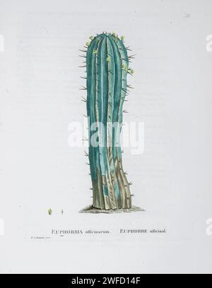 Euphorbia officinarum aus der Geschichte der Sukkulenten Pflanzen [Plantarum historia succulentarum / Histoire des plantes Grasses] gemalt von Pierre-Joseph Redouté und beschrieben von Augustin Pyramus de Candolle 1799 Euphorbia ist eine sehr große und vielfältige Gattung von blühenden Pflanzen, allgemein als Spurge bezeichnet, in der Familie der Euphorbiaceae. Stockfoto