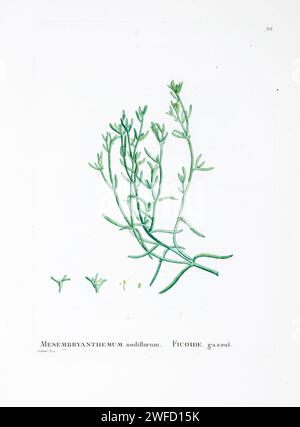 Mesembryanthemum nodiflorum aus der Geschichte der Sukkulenten Pflanzen [Plantarum historia succulentarum / Histoire des plantes Grasses] gemalt von Pierre-Joseph Redouté und beschrieben von Augustin Pyramus de Candolle 1799 Mesembryanthemum nodiflorum ist eine Art der Sukkulenten Pflanze der Gattung Mesembryanthemum, bekannt unter dem Namen slenderleaf-Eispflanze. Es ist die Typart der Gattung. Sie ist in Küstengebieten des Mittelmeerbeckens, Makaronesiens und des Nahen Ostens beheimatet Stockfoto