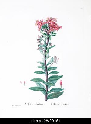 Sedum telephium aus der Geschichte der Sukkulenten Pflanzen [Plantarum historia succulentarum / Histoire des plantes Grasses] gemalt von Pierre-Joseph Redouté und beschrieben von Augustin Pyramus de Candolle 1799 Hylotelephium telephium, bekannt als Orpin, livelong, Froschmagen, Harping Johnny, die lebensvergängliche, lebenslange und mittsommerliche Familie der Crassulaceae, die in Eurasien heimisch ist, ist ein saftiges, ausdauerndes Fundament der Familie der Crassulaceae. Die Blüten werden in dichten Köpfen gehalten und können rötlich oder gelblich sein Stockfoto