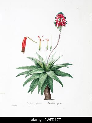 Aloe saponaria (Ait.) Haw. Hier als Aloe picta aus der Geschichte der Sukkulenten Pflanzen [Plantarum historia succulentarum / Histoire des plantes Grasses] gemalt von Pierre-Joseph Redouté und beschrieben von Augustin Pyramus de Candolle 1799 Aloe maculata, die Seifenaloe oder Zebraaloe, ist eine südafrikanische Aloe-Art. Die Einheimischen in Südafrika kennen es informell als Bontaalwyn auf Afrikaans oder lekhala auf der Sesotho-Sprache. Stockfoto