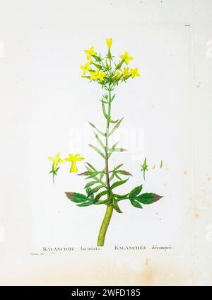 Kalanchoe laciniata aus der Geschichte der Sukkulenten Pflanzen [Plantarum historia succulentarum / Histoire des plantes Grasses] gemalt von Pierre-Joseph Redouté und beschrieben von Augustin Pyramus de Candolle 1799 Kalanchoe laciniata, allgemein bekannt als weihnachtsbaumpflanze oder Kathedralenglocken, ist eine kleine Pflanze, die auf der Arabischen Halbinsel beheimatet ist. Eritrea und den Nahen Osten, aber auch in Teilen Indiens und Sri Lankas. Stockfoto