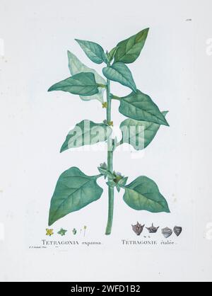 Tetragonia tetragonoides (Pallas) Kuntze hier als Tetragonia expansa aus der Geschichte der Sukkulenten Pflanzen [Plantarum historia succulentarum / Histoire des plantes Grasses] gemalt von Pierre-Joseph Redouté und beschrieben von Augustin Pyramus de Candolle 1799 Tetragonia tetragonioides, allgemein als neuseeländischer Spinat, Warrigal Greens und andere lokale Namen, ist eine blühende Pflanze in der Familie der Feigenblumen. Sie wird oft als Blattgemüse angebaut. Sie ist eine weit verbreitete Art, die in Ostasien, Australien und Neuseeland beheimatet ist. Stockfoto