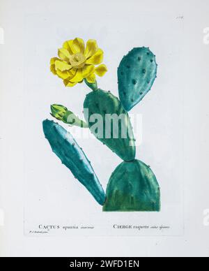 Opuntia humifusa Rafin. Hier als Kakteen opuntia nana aus der Geschichte der Sukkulenten Pflanzen [Plantarum historia succulentarum / Histoire des plantes Grasses] gemalt von Pierre-Joseph Redouté und beschrieben von Augustin Pyramus de Candolle 1799 Opuntia humifusa, allgemein bekannt als Teufelszunge, östliche Feigenfeige oder indische Feige, ist ein Kaktus der Gattung Opuntia, der in Teilen der östlichen Vereinigten Staaten, Mississippi und im Nordosten Mexikos vorkommt. Stockfoto