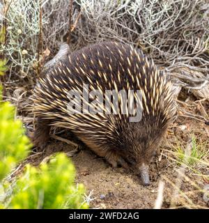 Nahaufnahme einer kurzen Schnabelechidna, Tachyglossus aculeatu, auch bekannt als Dornröschen. Das ist ein Säugetier oder Monotreme. Stockfoto