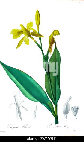 Canna flaccida ist eine Art der Gattung Canna, die zur Familie der Cannaceae gehört. Die Art ist in den Feuchtgebieten der südzentralen und südöstlichen Vereinigten Staaten von Texas bis South Carolina beheimatet, von Pierre-Joseph Redoutés Les Liliacées, einem Band mit Pflanzenarten der Lilienfamilie und verwandt mit ihr. Die von 1802 bis 1816 hergestellten Platten stammen aus Kaiserin Josephines umfangreicher Pflanzensammlung in ihren Gärten in Malmaison, Stockfoto