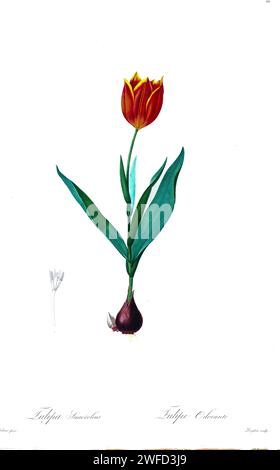 Tulipa suaveolens, Synonym Tulipa schrenkii, van THOL Tulpe oder Schrenck Tulpe, ist eine bauchige krautige Staude der Tulpenart (Tulipa) aus der Familie der Liliaceae. Es gehört zur Sektion Tulipa. Es ist der wahrscheinliche wilde Vorfahre der Gartentulpe. Von Pierre-Joseph Redoutés Les Liliacées ein Band über Pflanzenarten der Lilienfamilie und verwandt mit dieser Familie. Die von 1802 bis 1816 hergestellten Platten stammen aus Kaiserin Josephines umfangreicher Pflanzensammlung in ihren Gärten in Malmaison, Stockfoto