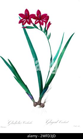 Gladiolus cardinalis, von Pierre-Joseph Redoutés Les Liliacées ein Band der Pflanzenarten der Lilienfamilie und verwandt mit dieser Familie. Die von 1802 bis 1816 hergestellten Platten stammen aus Kaiserin Josephines umfangreicher Pflanzensammlung in ihren Gärten in Malmaison, Stockfoto