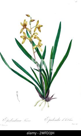 Epidendrum sinense syn Cymbidium sinense von Pierre-Joseph Redouté's Les Liliacées ein Buch über Pflanzenarten der Lilienfamilie und verwandt mit dieser Familie. Die von 1802 bis 1816 hergestellten Platten stammen aus Kaiserin Josephines umfangreicher Pflanzensammlung in ihren Gärten in Malmaison, Stockfoto