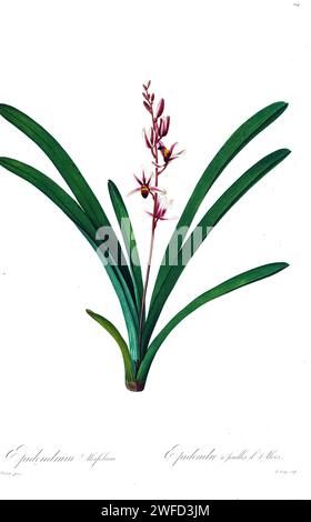 Epidendrum aloifolium syn cymbidium aloifolium, das Aloe-blättrige cymbidium, ist eine Orchideenart, die in Asien, insbesondere in China, von Pierre-Joseph Redoutés Les Liliacées gefunden wurde. Die von 1802 bis 1816 hergestellten Platten stammen aus Kaiserin Josephines umfangreicher Pflanzensammlung in ihren Gärten in Malmaison, Stockfoto