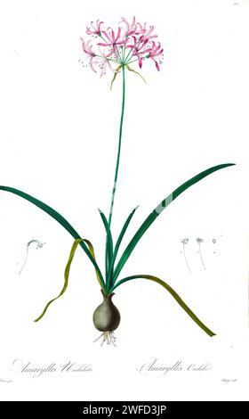 AMARYLLIS UNDULATA von Pierre-Joseph Redoutés Les Liliacées ein Buch über Pflanzenarten der Lilienfamilie und verwandt mit dieser Familie. Die von 1802 bis 1816 hergestellten Platten stammen aus Kaiserin Josephines umfangreicher Pflanzensammlung in ihren Gärten in Malmaison, Stockfoto