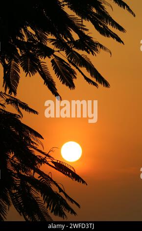 Helle Sonne am goldenen Himmel über der Silhouette der tropischen Bäume Stockfoto