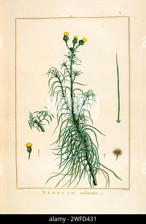 Senecio reclinatus handgemalt von Pierre-Joseph Redouté im Jahr 1784 Senecio ist eine Gattung blühender Pflanzen aus der Familie der Gänseblümchen, die Ragworte und Grundstücke umfasst. Die Gattung Senecio ist eine der größten Gattungen blühender Pflanzen. Stockfoto