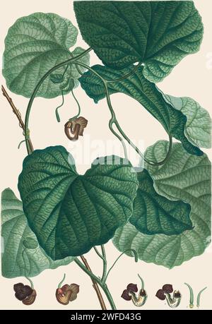 Aristolochia macrophylla, Dutchman's pipe oder Pipevine (hier Aristolochia sipho) ist eine mehrjährige Rebe, die im Osten der Vereinigten Staaten beheimatet ist. A. macrophylla gehört zur Pflanzenfamilie Aristolochiaceae und kommt vor allem entlang der Cumberland Mountains und Blue Ridge Mountains im östlichen Teil der Vereinigten Staaten vor, sowie Ontario, Kanada, die von Pierre-Joseph Redouté 1784 handgemalt wurde Stockfoto