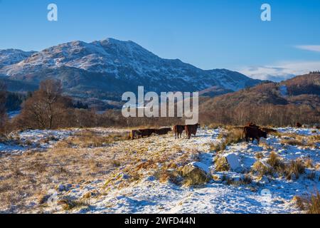 The Druim in der Nähe von Brig o' Turk mit einem schneebedeckten Ben Venue, Trossachs, Stirling, Schottland Stockfoto