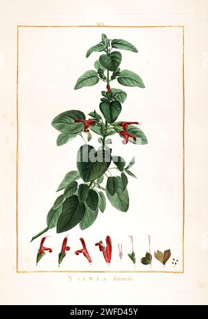 Salvia formosa handgemalt von Pierre-Joseph Redouté im Jahr 1784 Salvia ist die größte Pflanzengattung der Salbeifamilie Lamiaceae mit fast 1000 Arten von Sträuchern, Stauden und einjährigen Pflanzen. Innerhalb der Lamiaceae ist Salvia Teil des Stammes Mentheae innerhalb der Unterfamilie Nepetoideae. Eine von mehreren Gattungen, die gemeinhin als Salbei bezeichnet werden, Stockfoto