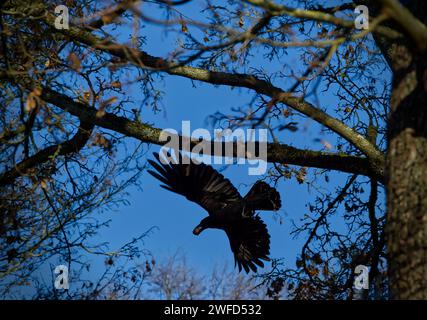 Ein Turm (Corvus frugilegus) auf der Flucht mit seiner kostbaren Beute, die eine Walnuss ist, im Schnabel Stockfoto